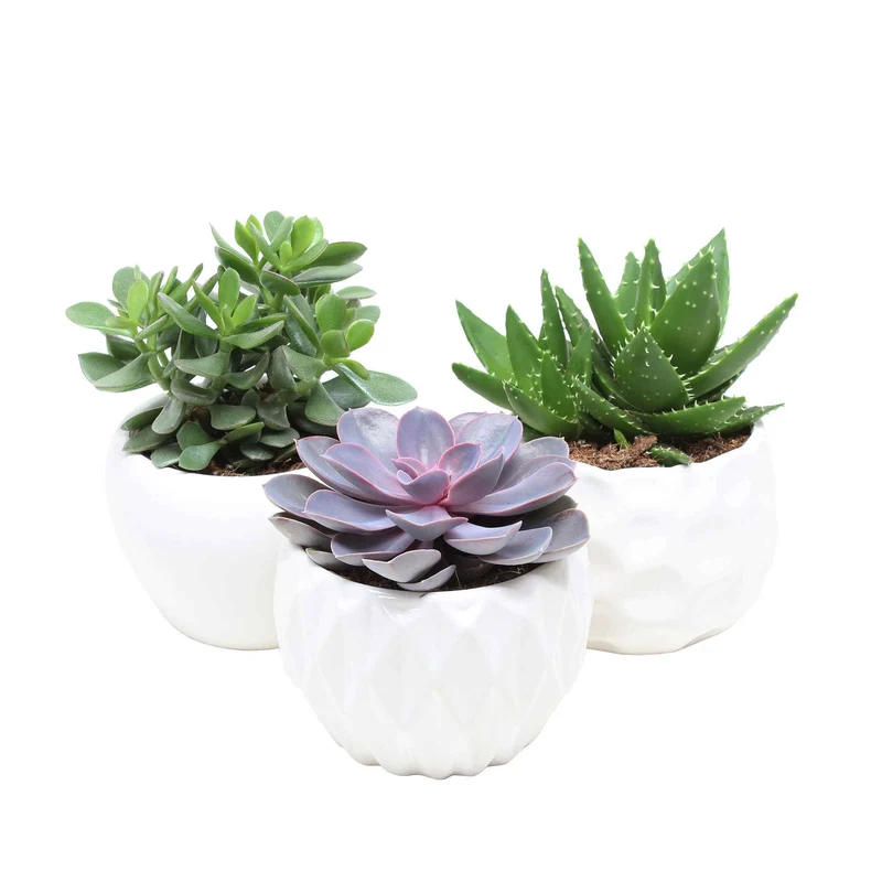Collection de 3 succulentes - Crassula 'Minova Magic' et 2 Gasterias
