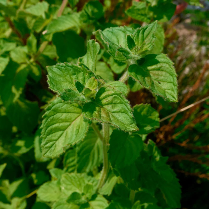 Menthe aquatique