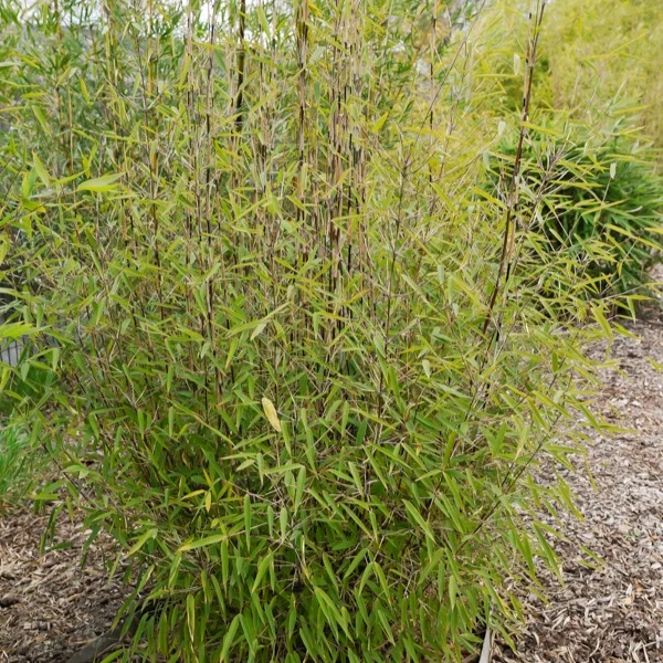 Bambou 'Volcano' non-traçant