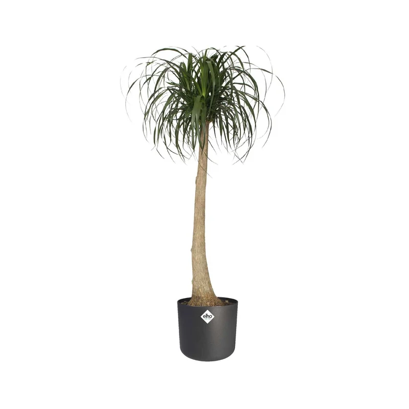 Elho Cache-pot B for soft rond anthracite