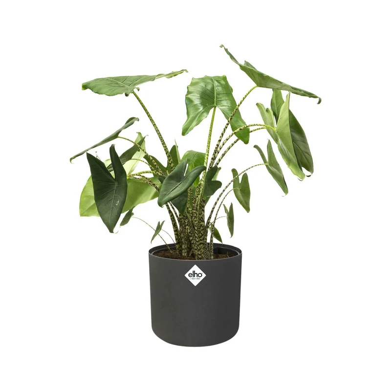 Elho Cache-pot B for soft rond anthracite