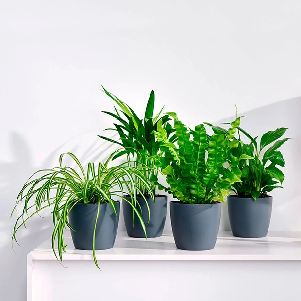 Collection de plantes dépolluantes et ses cache-pots gris ELHO