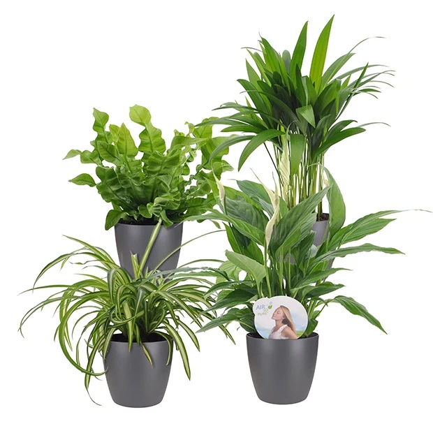 Collection de plantes dépolluantes et ses cache-pots gris ELHO