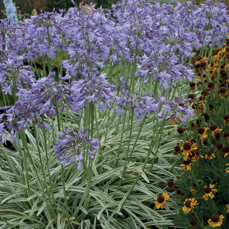 Agapanthe Silver Moon
