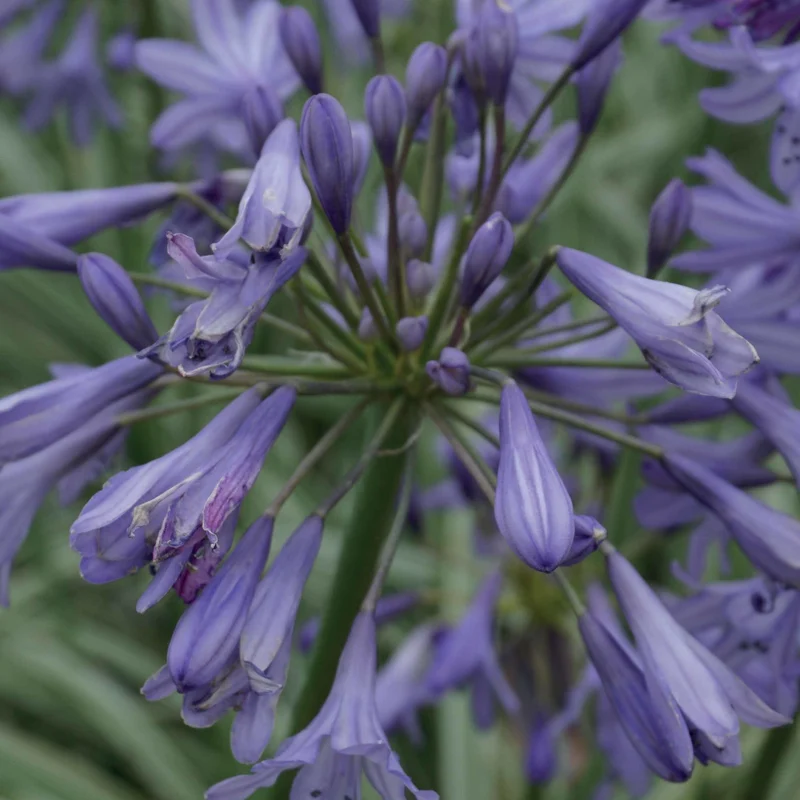 Agapanthe Silver Moon