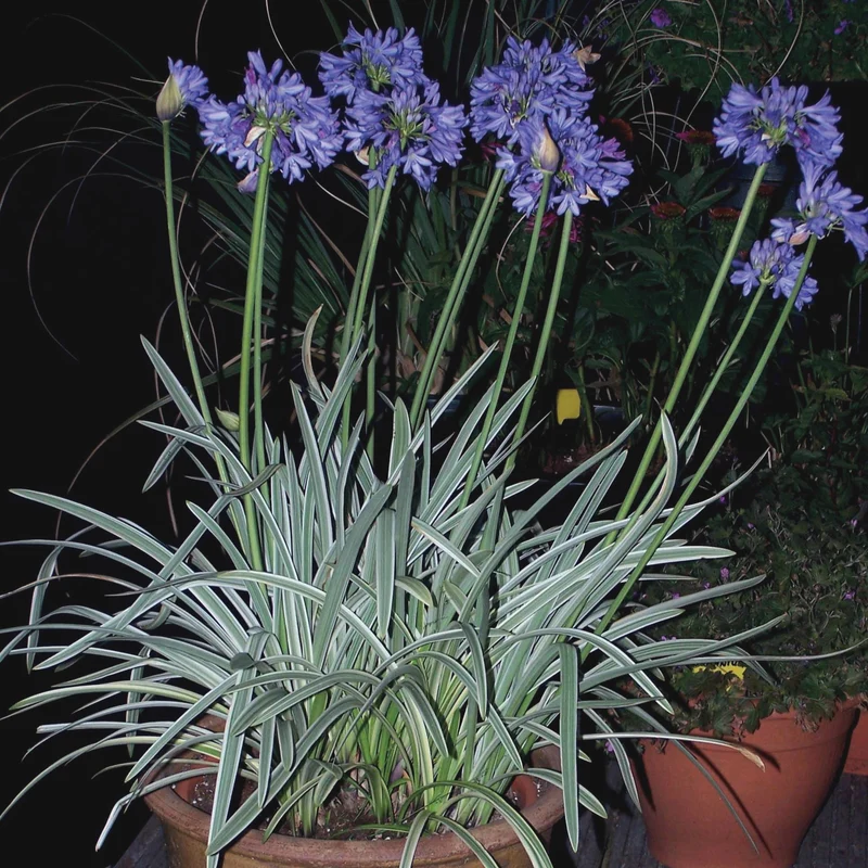Agapanthe Silver Moon