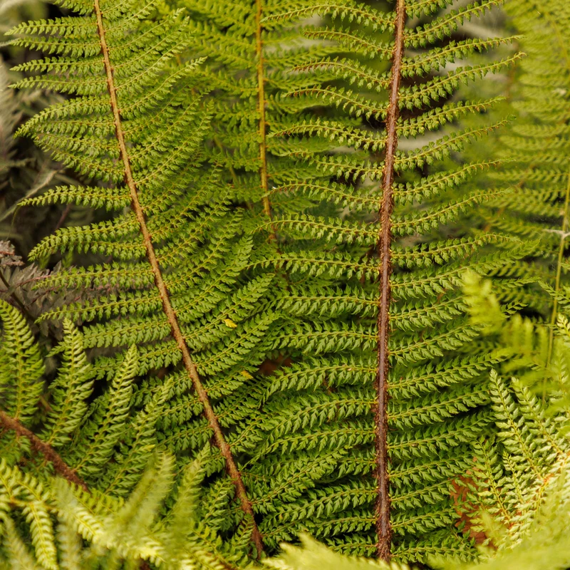 Aspidie à cils raides Herrenhausen - Fougère