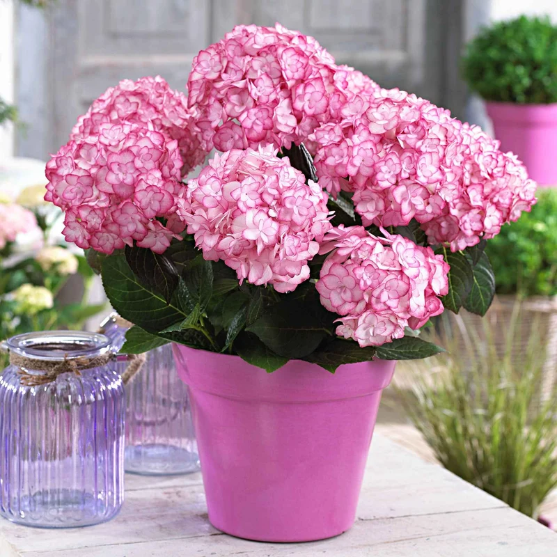 Hortensia Miss Saori