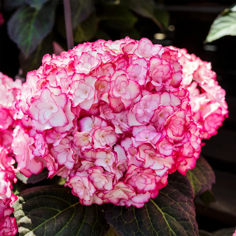 Hortensia Miss Saori