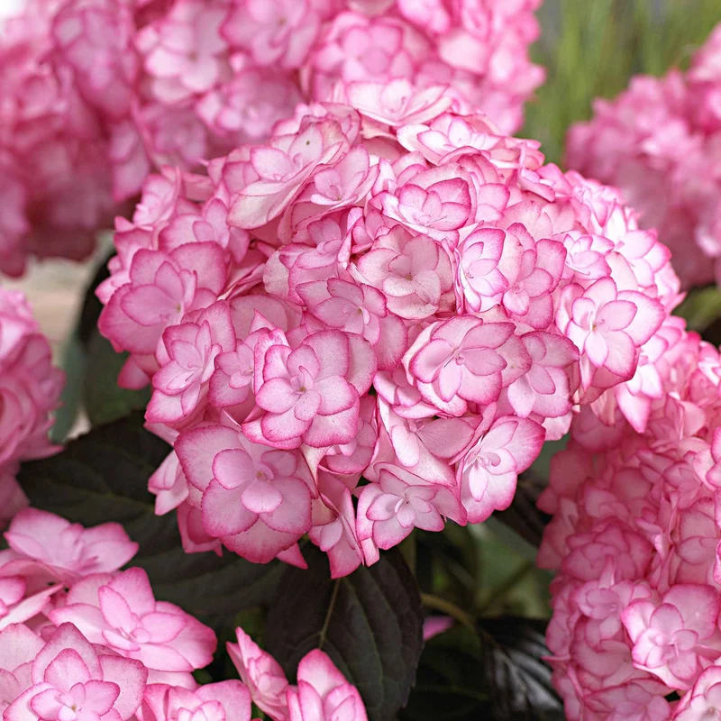Hortensia Miss Saori