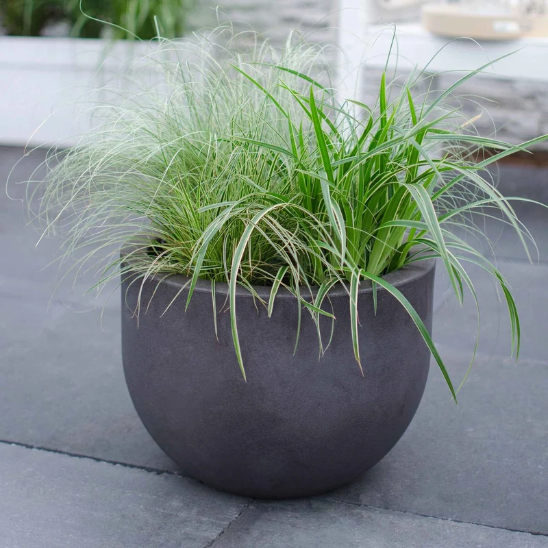 Laîche du Japon panachée - Carex