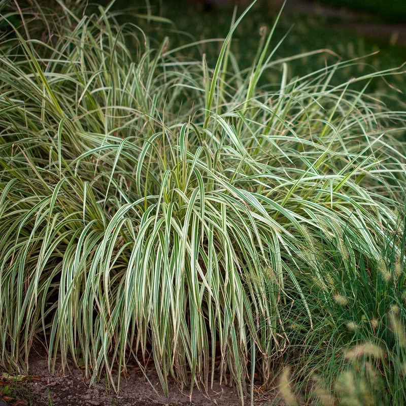 Laîche du Japon panachée - Carex