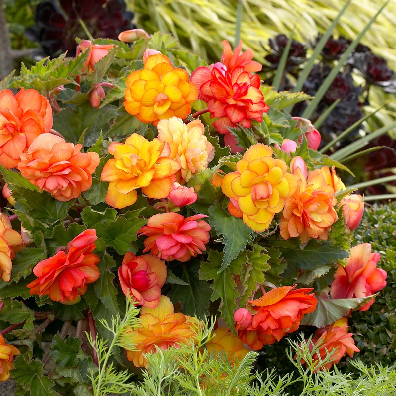 5 Bégonias Picotée Golden Balcony