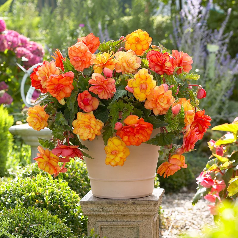 5 Bégonias Picotée Golden Balcony