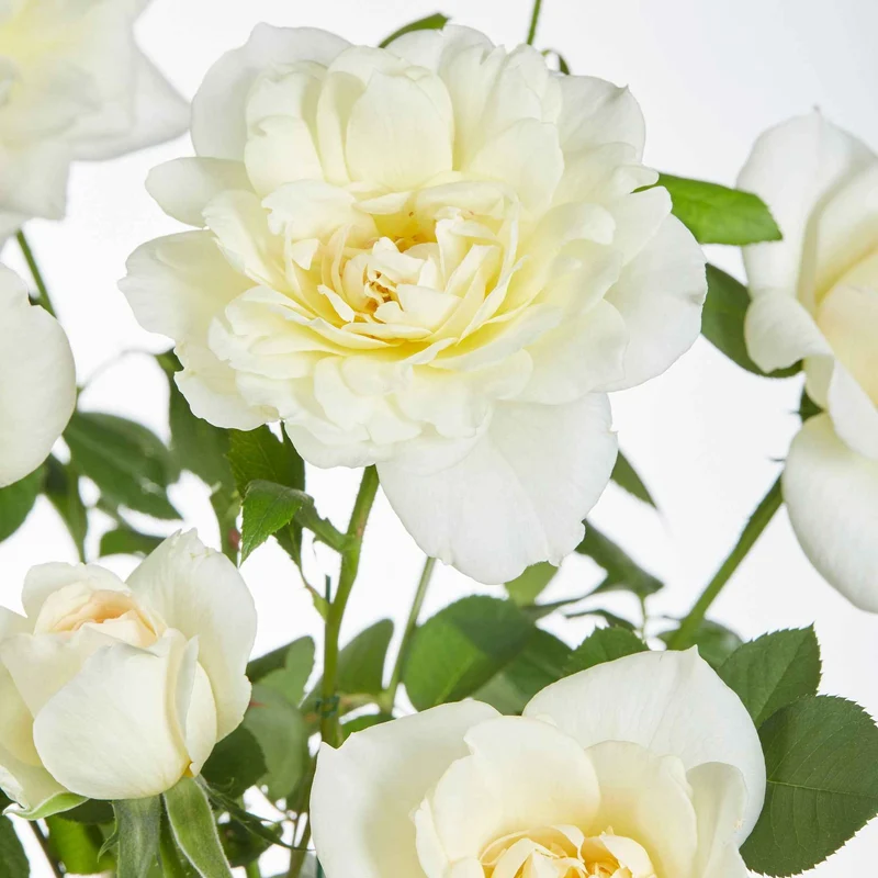 Rosier grimpant Crazy in Love crème