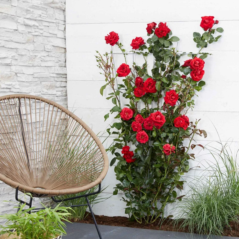 Rosier grimpant Crazy in Love rouge