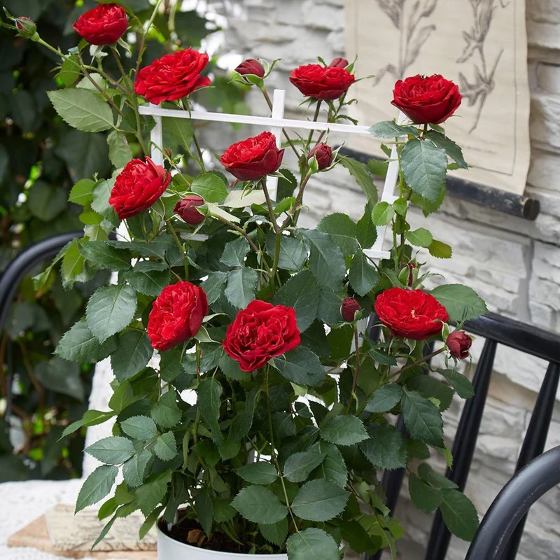 Rosier grimpant Crazy in Love rouge