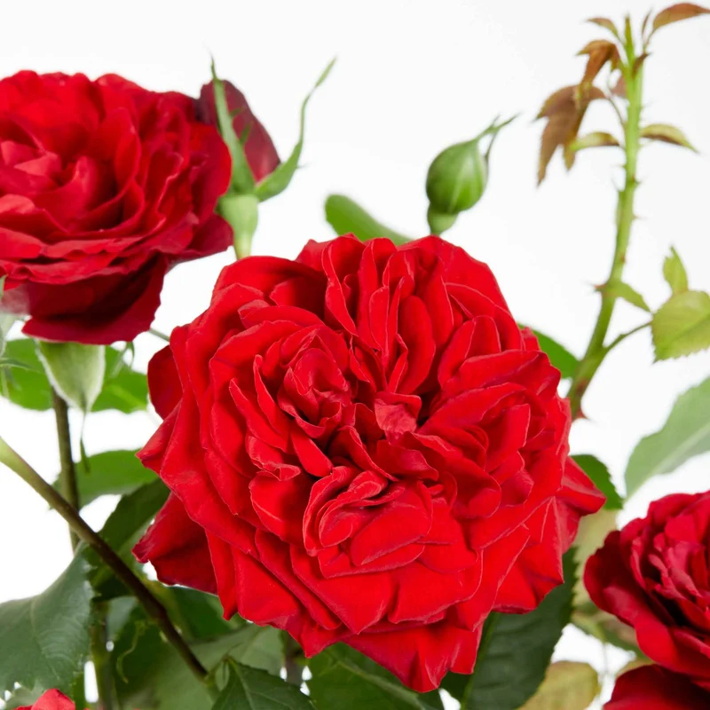 Rosier grimpant Crazy in Love rouge