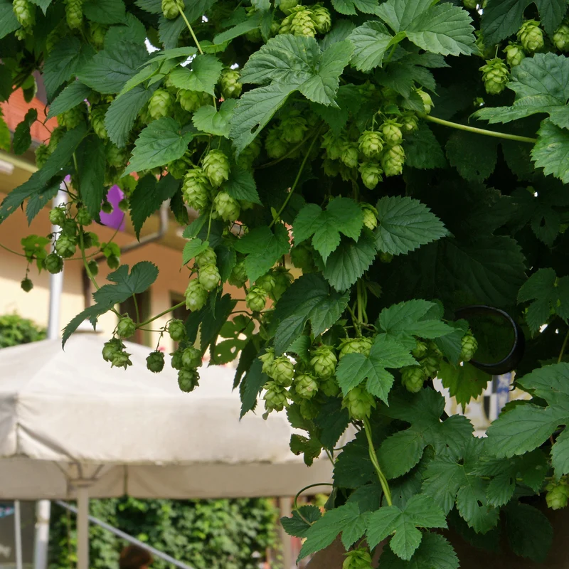 Houblon Magnum