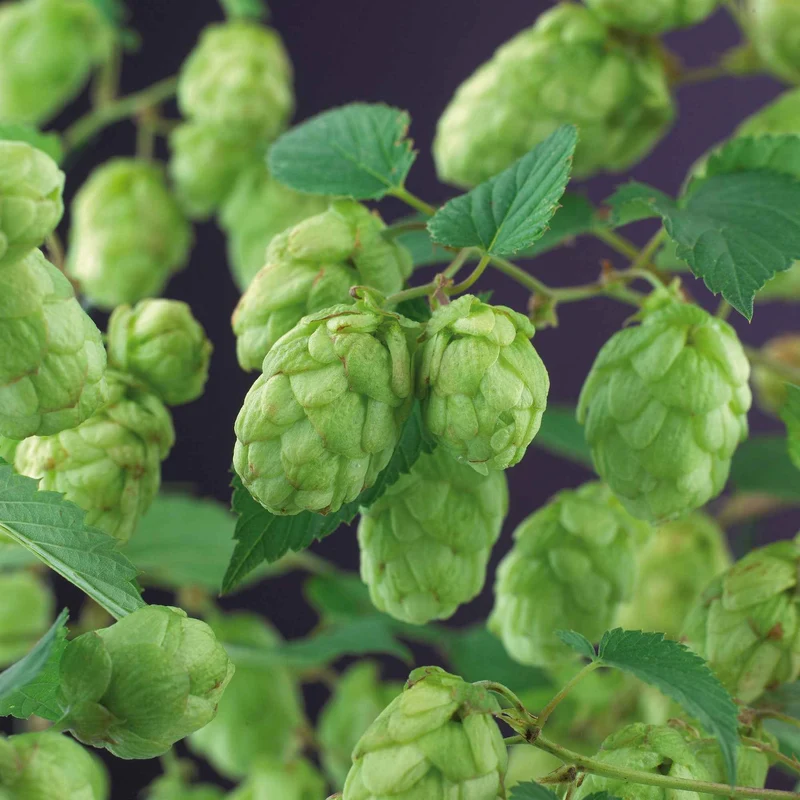Houblon Magnum