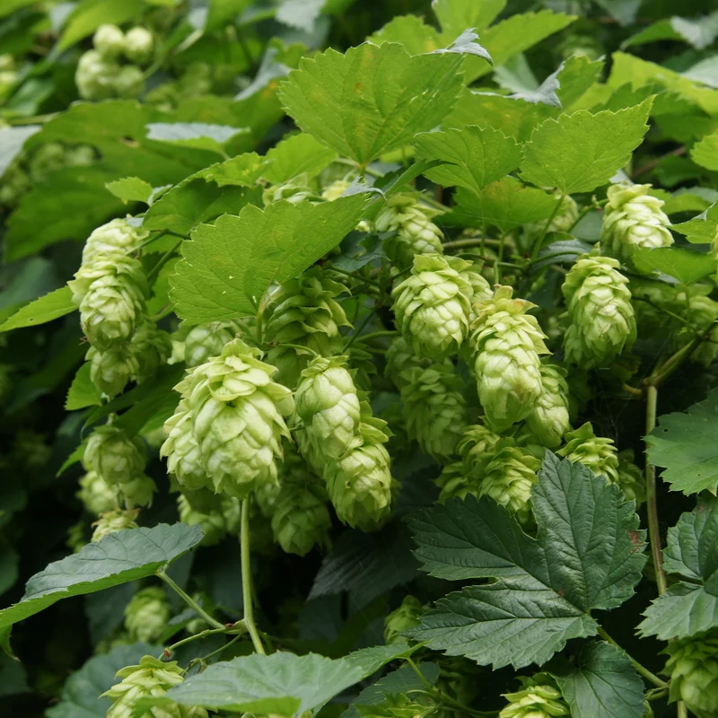 Houblon Magnum