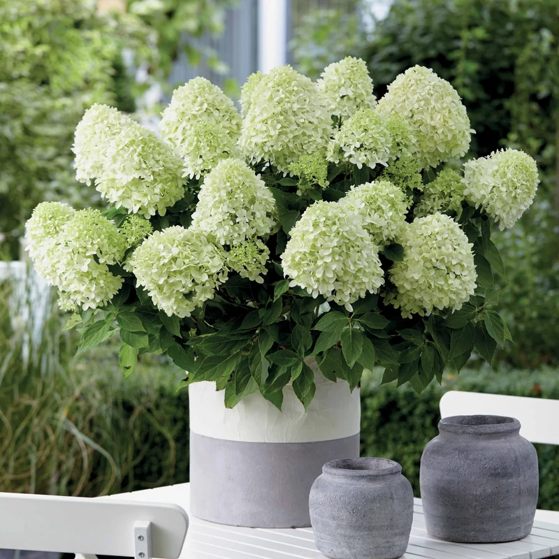 Hortensia paniculé Little Spooky