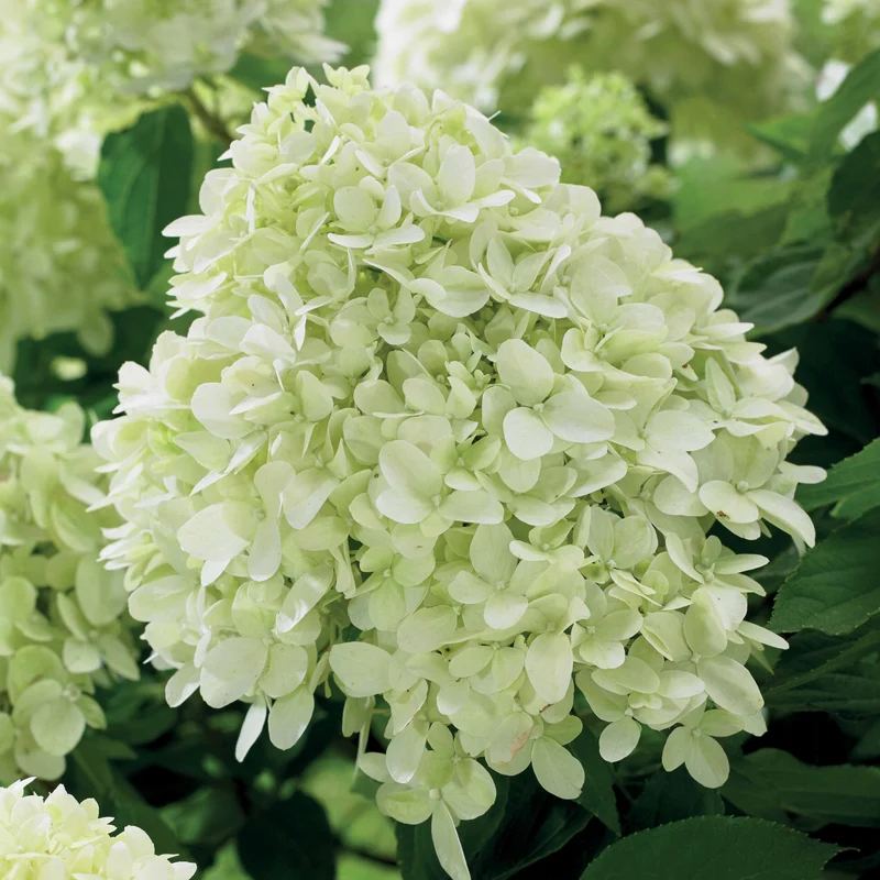 Hortensia paniculé Little Spooky
