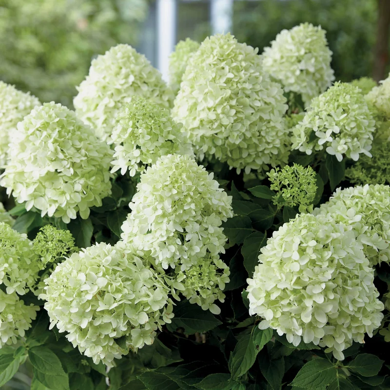 Hortensia paniculé Little Spooky