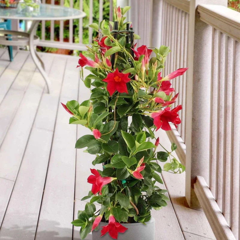Jasmin du Brésil - Dipladenia pyramide rouge