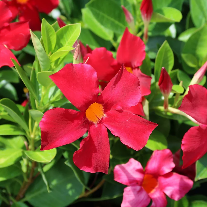 Jasmin du Brésil - Dipladenia pyramide rouge
