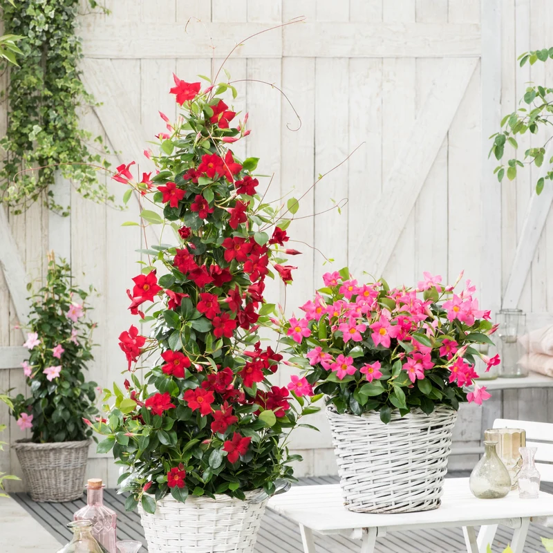 Jasmin du Brésil - Dipladenia pyramide rouge