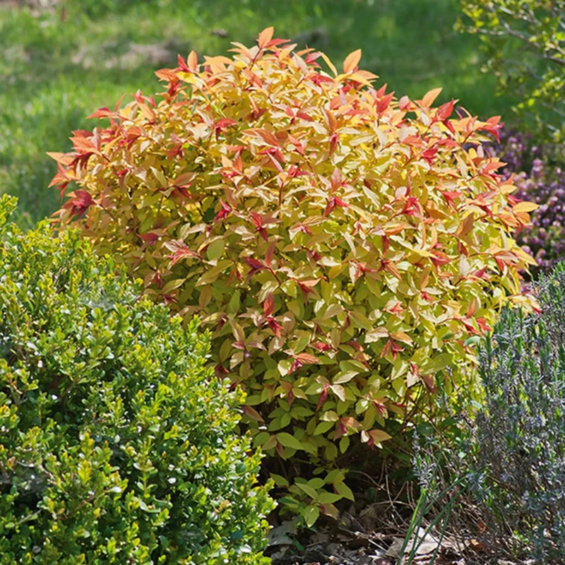Spirée du Japon Goldflame