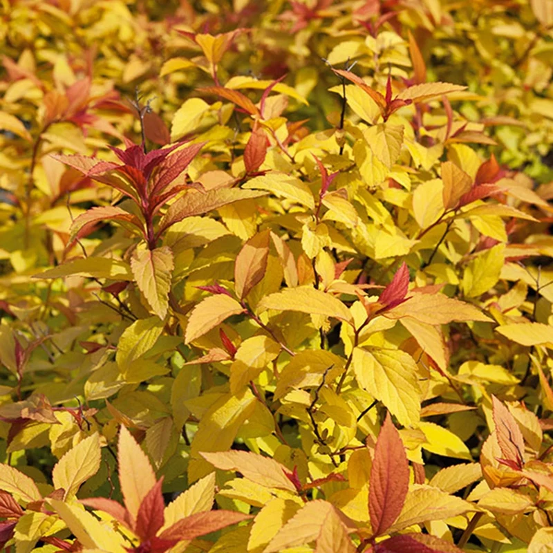 Spirée du Japon Goldflame
