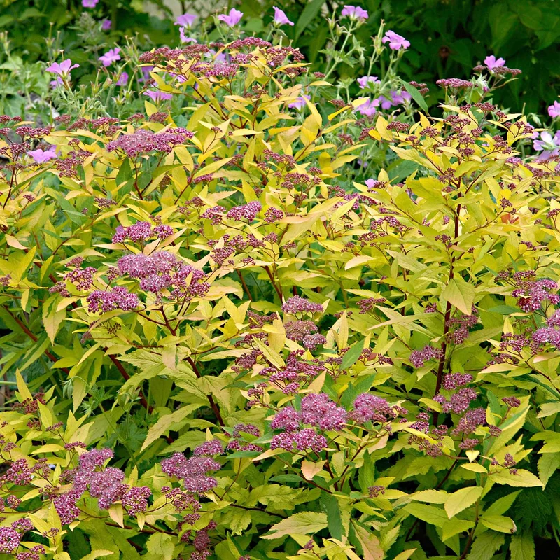 Spirée du Japon Goldflame