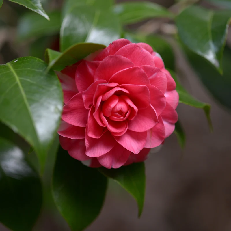 Camélia du Japon Principessa Baciocchi