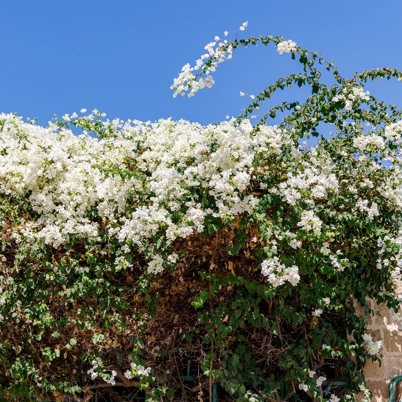 Bougainvillier Blanc