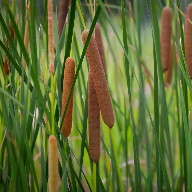 Massette à feuilles étroites