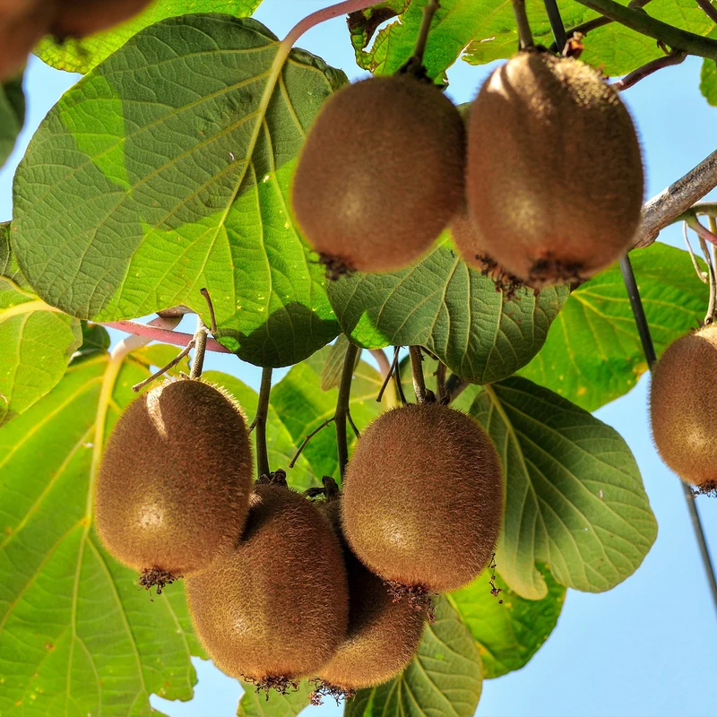 Kiwi autofertile Solissimo Renact