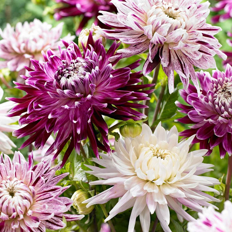 3 Dahlias Avignon et Vancouver en mélange