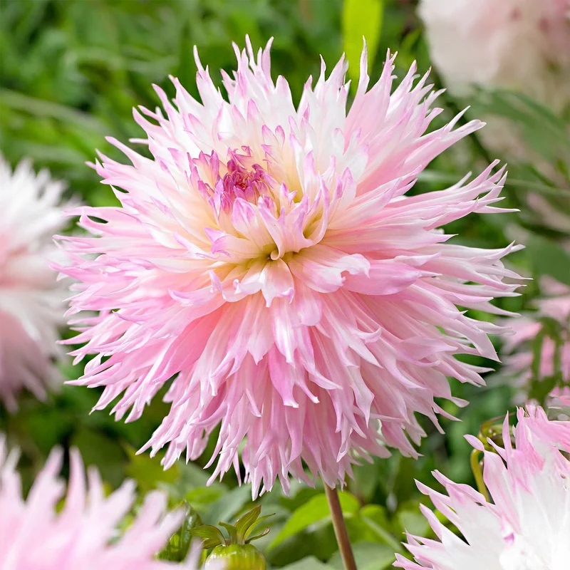 3 Dahlias cactus dentelle Nadia Ruth