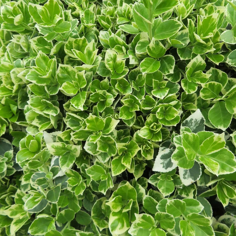 Fusain persistant Emerald Gaiety