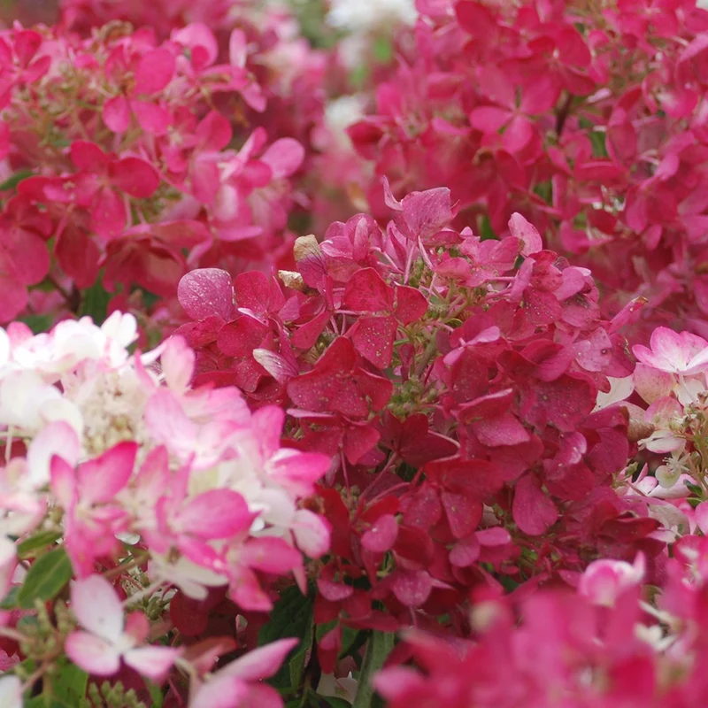 Hortensia paniculé Diamant Rouge