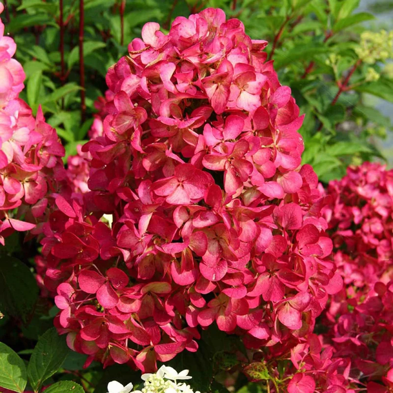 Hortensia paniculé Diamant Rouge