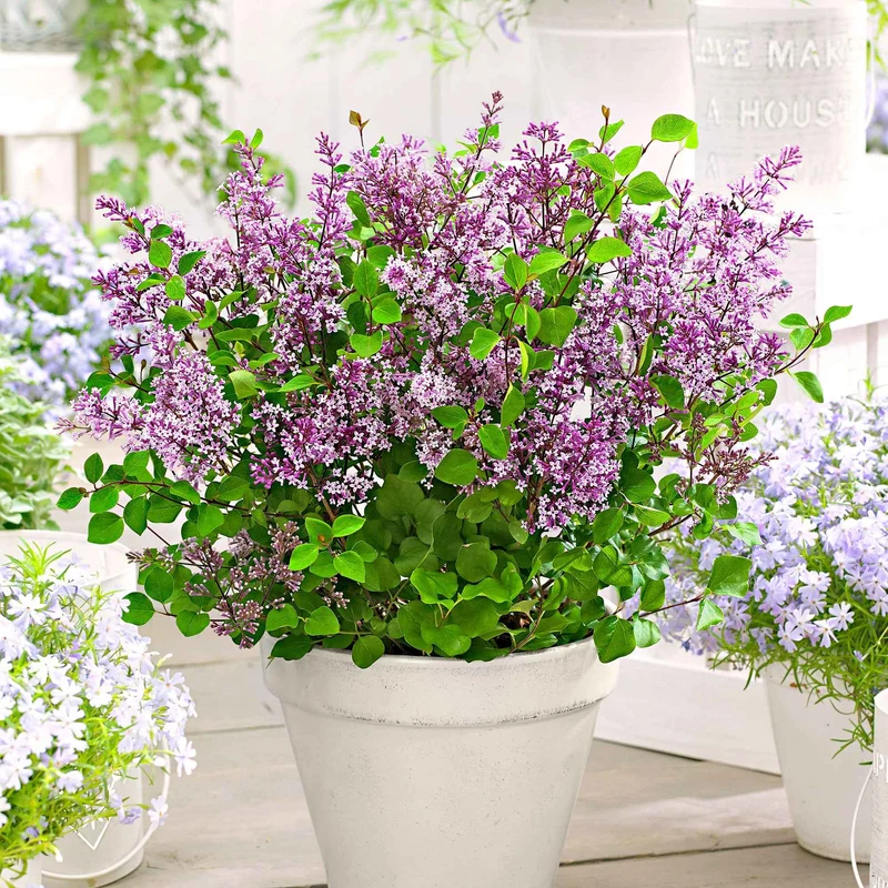 Lilas nain Dark Purple