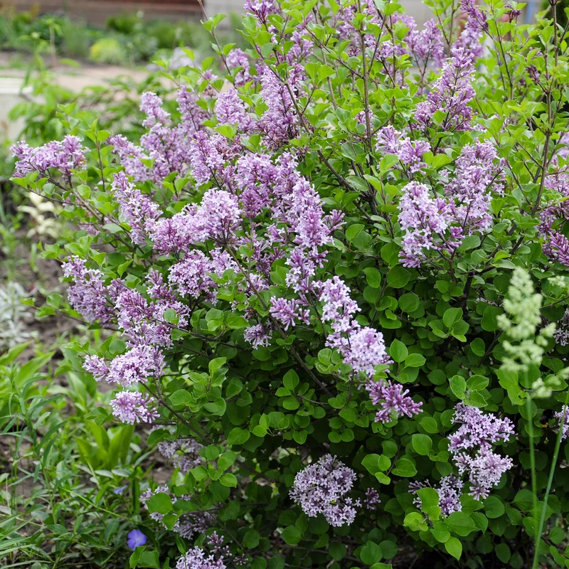 Lilas nain Dark Purple