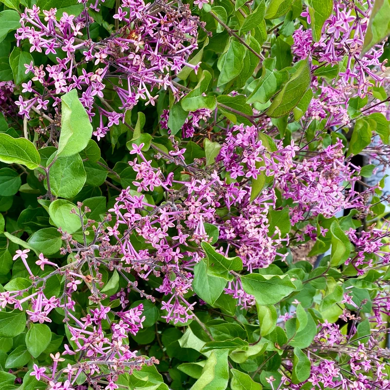 Lilas nain Dark Purple