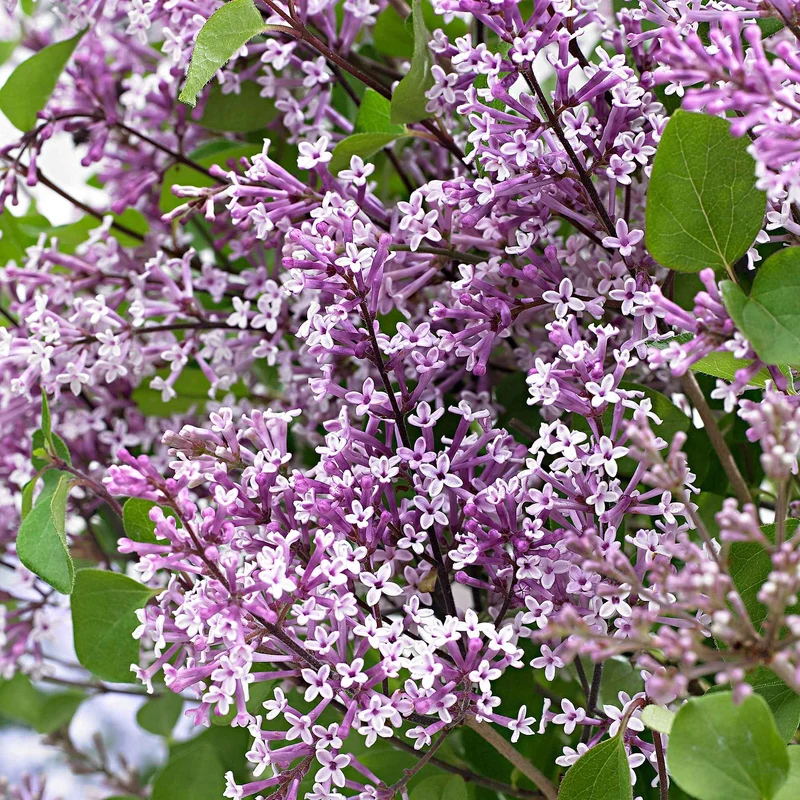 Lilas nain Dark Purple