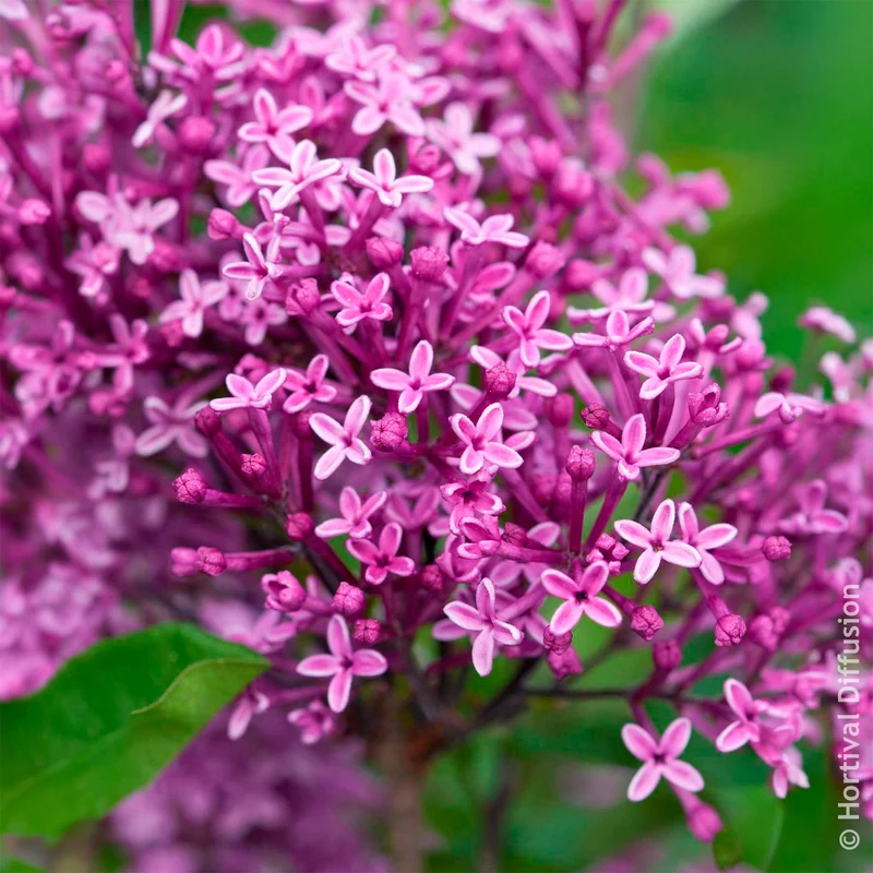 Lilas nain Dark Purple