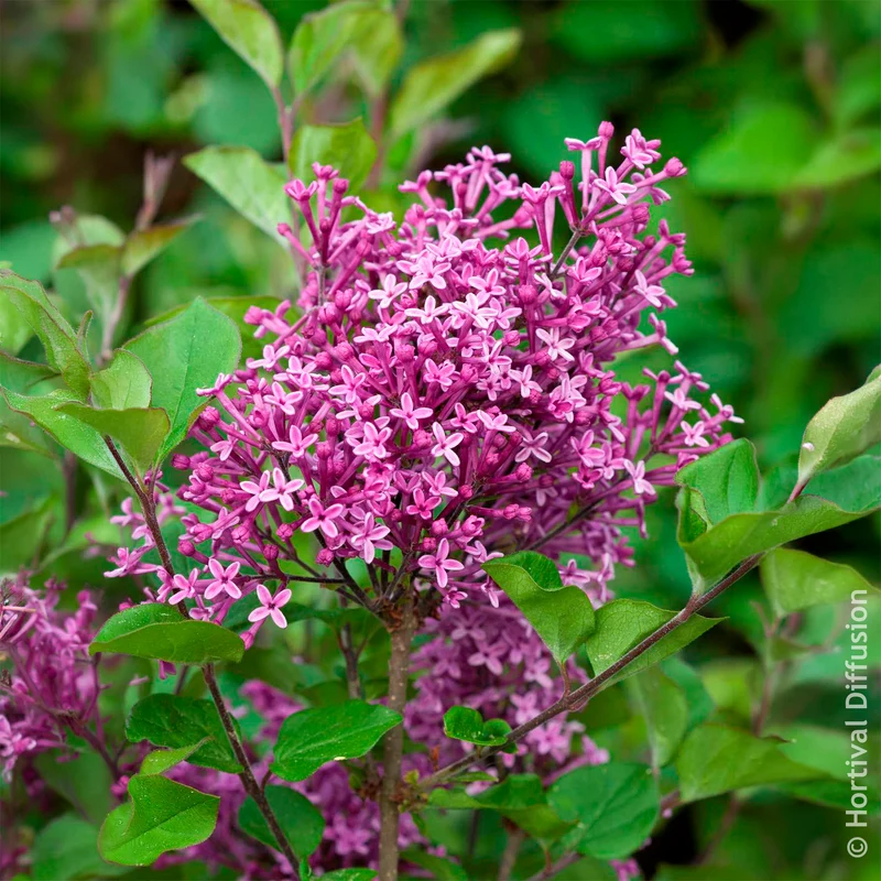 Lilas nain Dark Purple