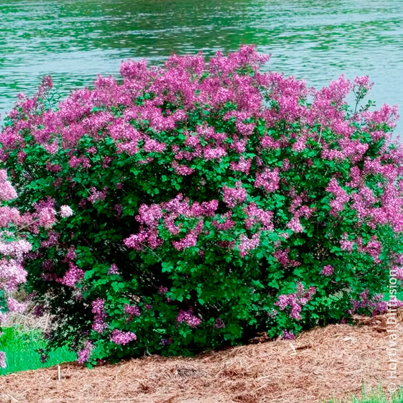 Lilas nain Dark Purple